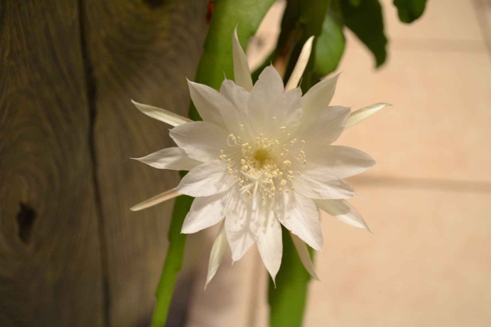 Container Gardening in Puerto Rico: Burning the midnight oil