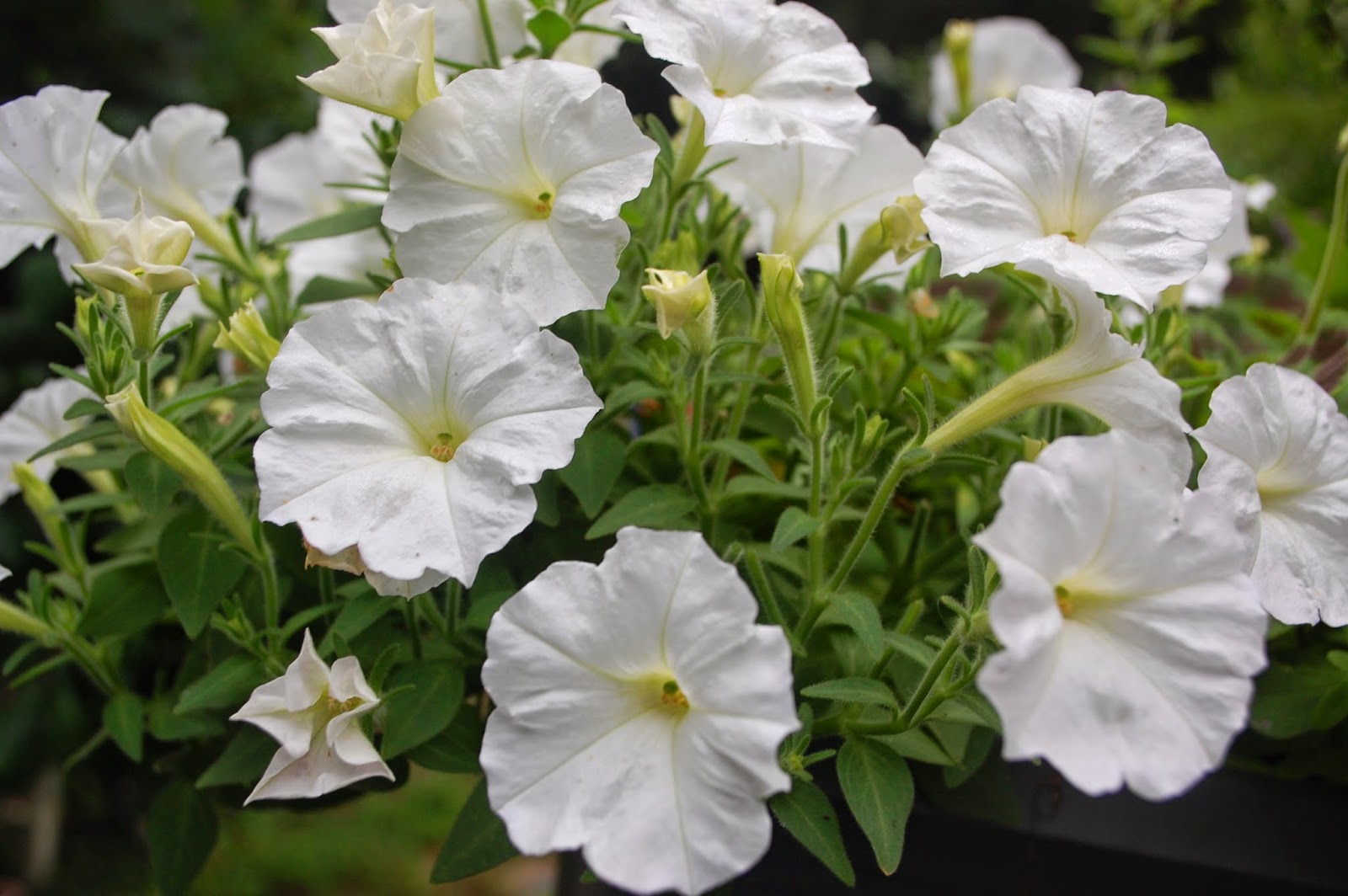 Sprouts Propagating Petunias from Cuttings