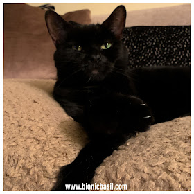 Black Cat Appreciation Day 2020 with Parsley Sauce ©BionicBasil® Snuggly Cat