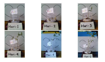 Gambar Pertumbuhan Kacang Hijau Selama 7 Hari - Perumperindo.co.id