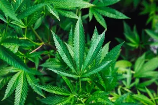a marijuana leaves