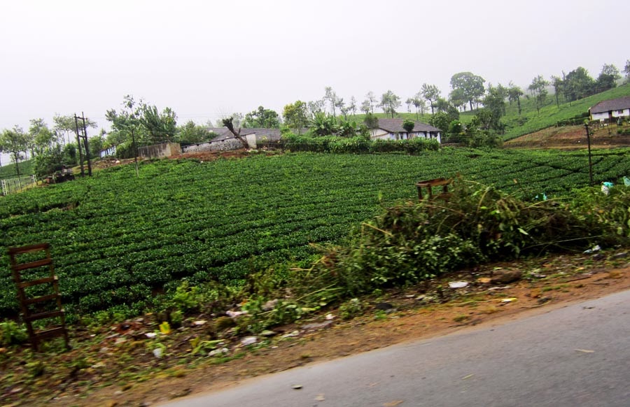 Stock Pictures Tea Gardens in Kerala