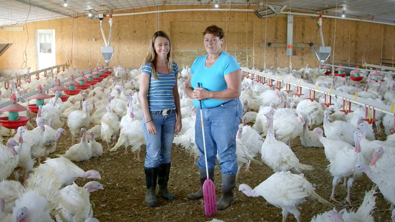 Turkey Farm Labourer Needed In Canada APPLY HOLARNS