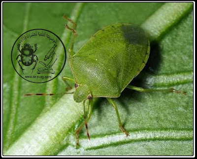 البقة الخضراء Green bug الوصف المورفولوجي ودورة الحياة والمكافحة