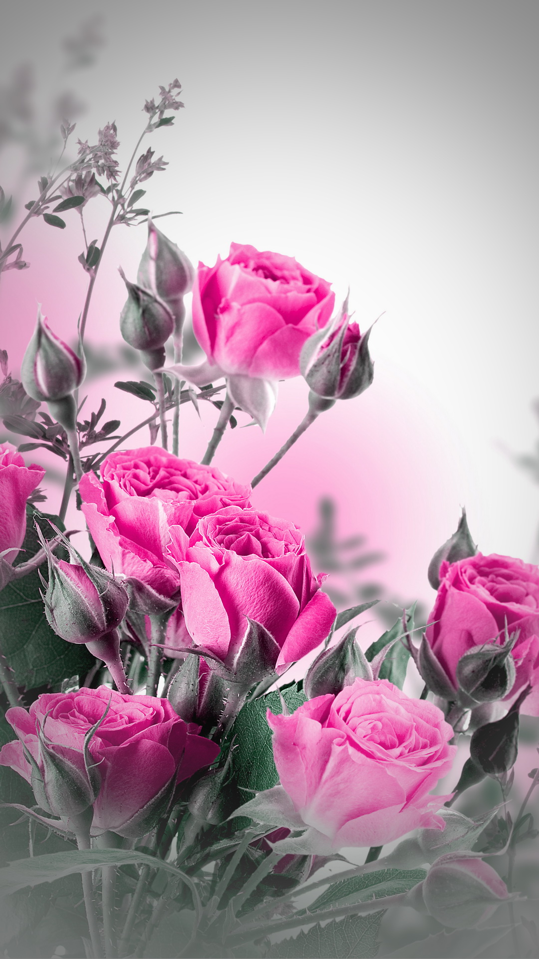 Pink Roses mobile wallpaper HD Mobile Walls