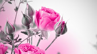 Pink Roses mobile wallpaper