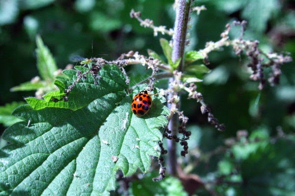 ladybird on a nettle leaf