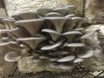 Mushroom Farming Business in Satara