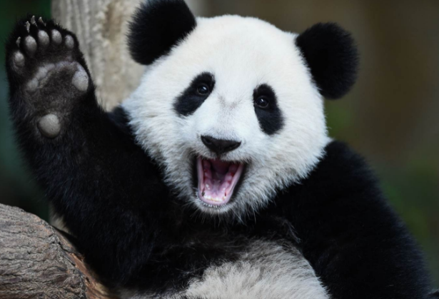 Mengenal Hewan Panda Lebih Dekat Januari 2019