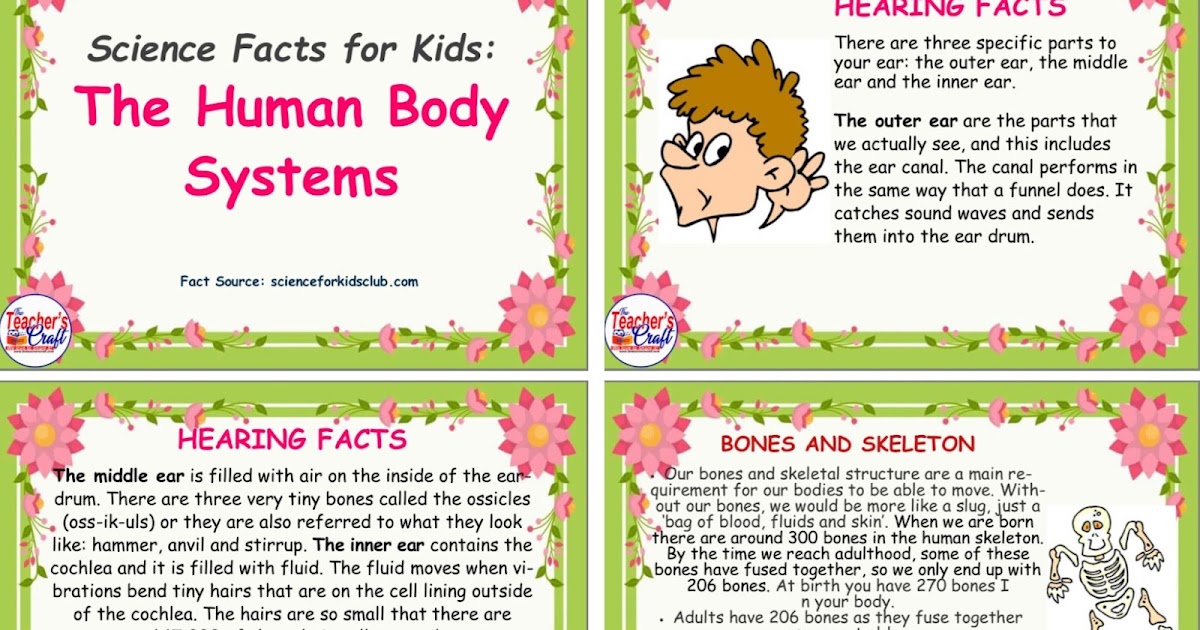 Human Body System facts (zip) - The Teacher's Craft