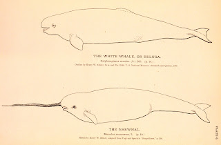 Beyaz balina ile narvali karşılaştıran bir çizim.