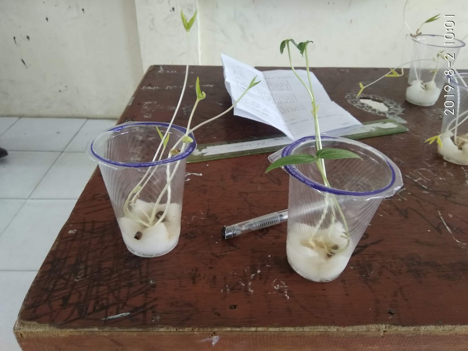 Hasil Praktikum Pertumbuhan Dan Perkembangan Kecambah Kacang Hijau