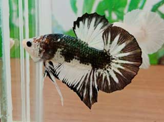 Jenis Ikan Cupang Cooper