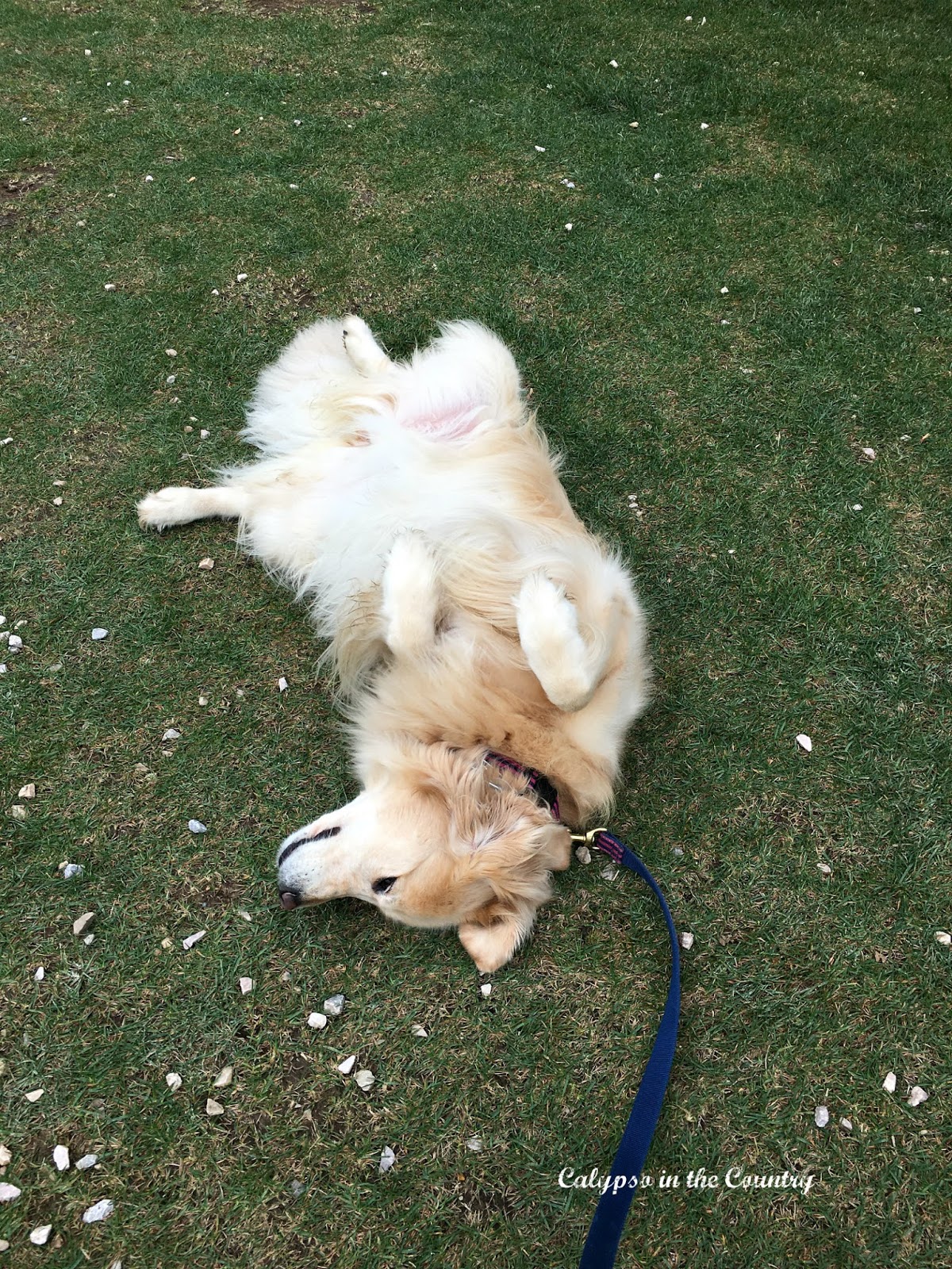 Golden Retriever showing off