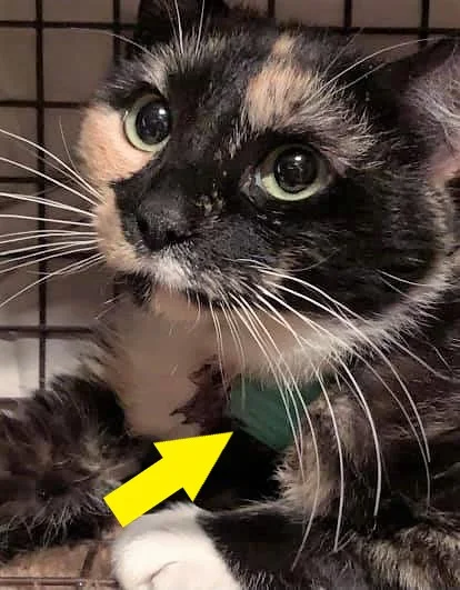 Shelter received a frantic phone call about a cat that had been seen for several weeks with a plastic contraption around its leg and neck