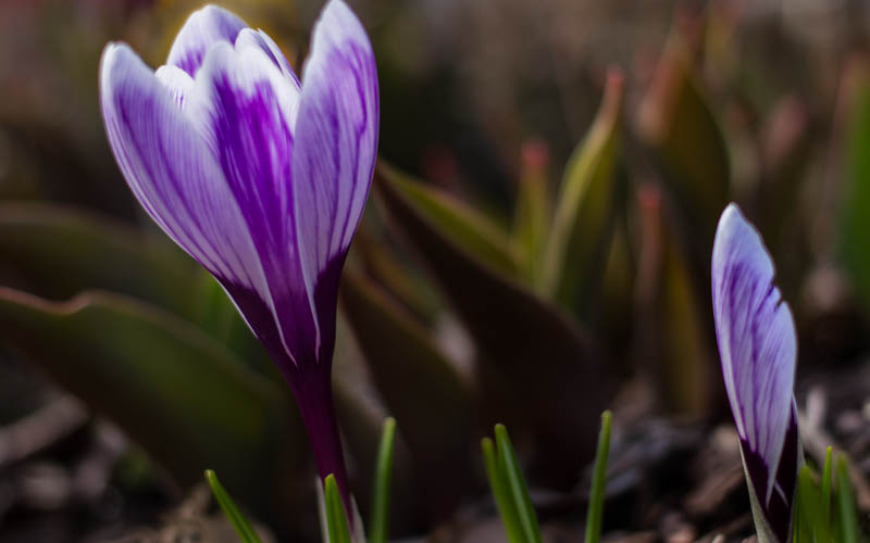 Crocus Weather And Then Some >> The Ac Is On Crocuses Crocus Weather And Then Some >> The Ac Is On Crocuses