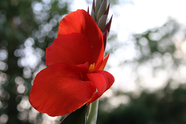 Red  canna flower image