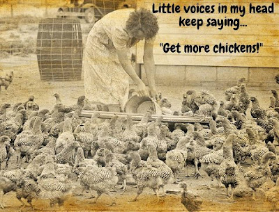 eight acres: getting started with chickens