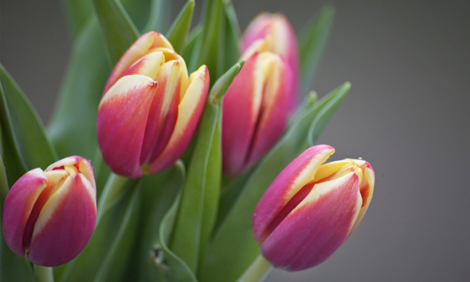 Tulips HD Wallpapers Free Download