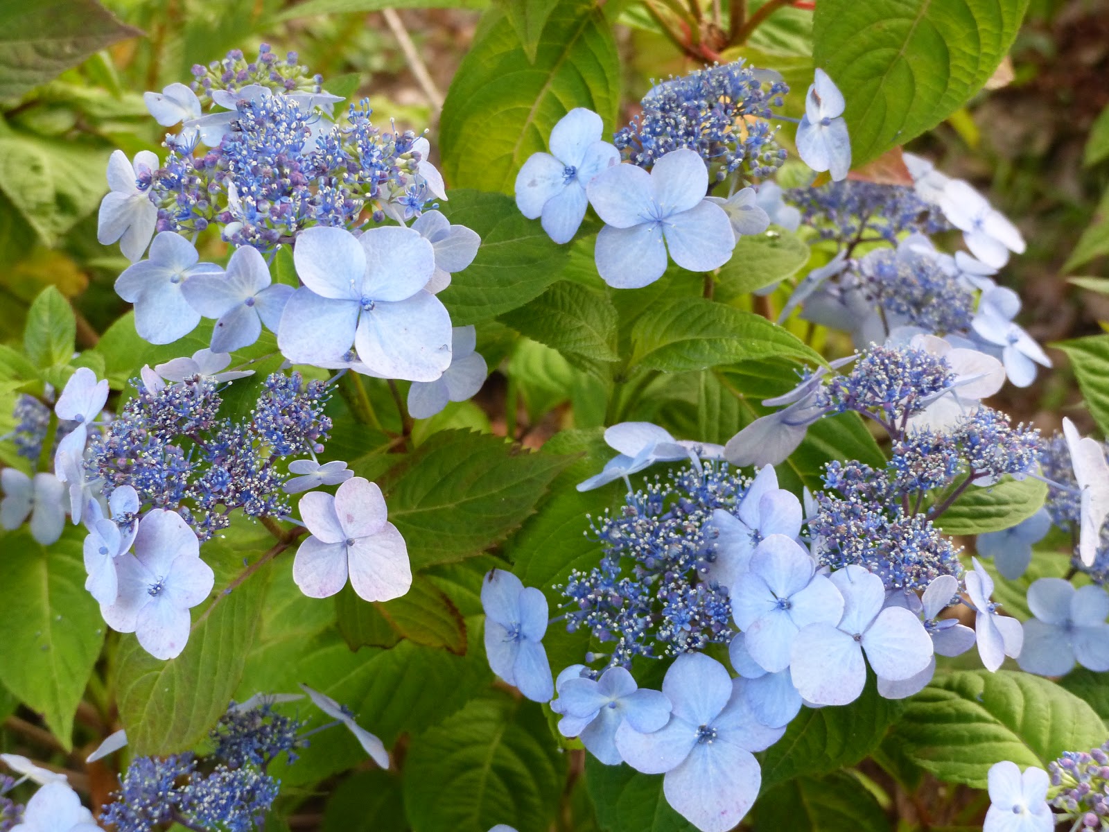 Hydrangea Varietes Pour Pdf Free Download