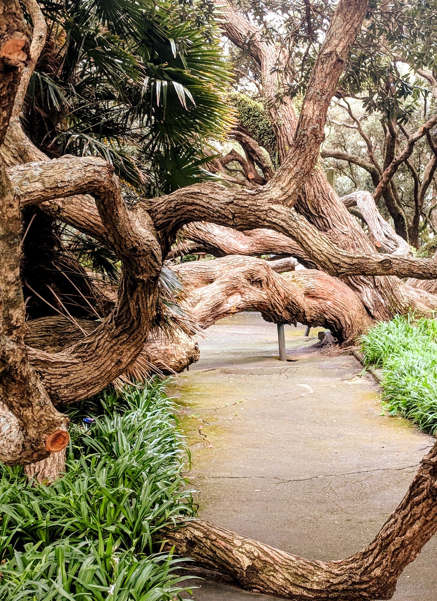 Gnarled, old, gorgeous tree in Auckland