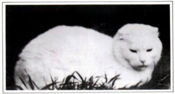 Suzie, the first scottish fold