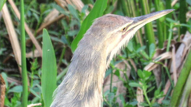 American Bittern