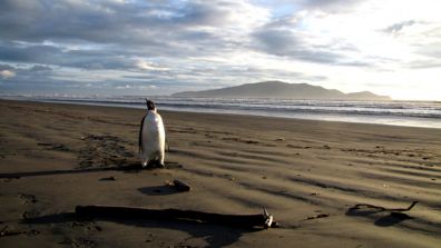New Zealand Emperor Penguin