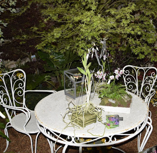 , Mostre primaverili: Horti di Veio e Monteporzio catone 2017, diarid'orchidee