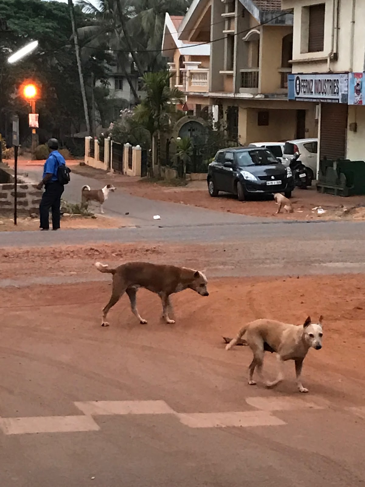 Why Does My Puppy Walk Behind Me