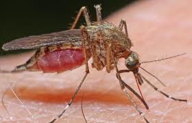 Controlul țânțarilor