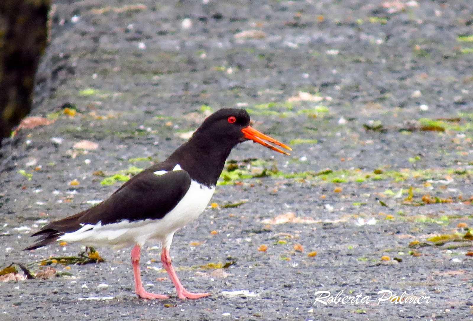 OTHER EUROPEAN COUNTRIES