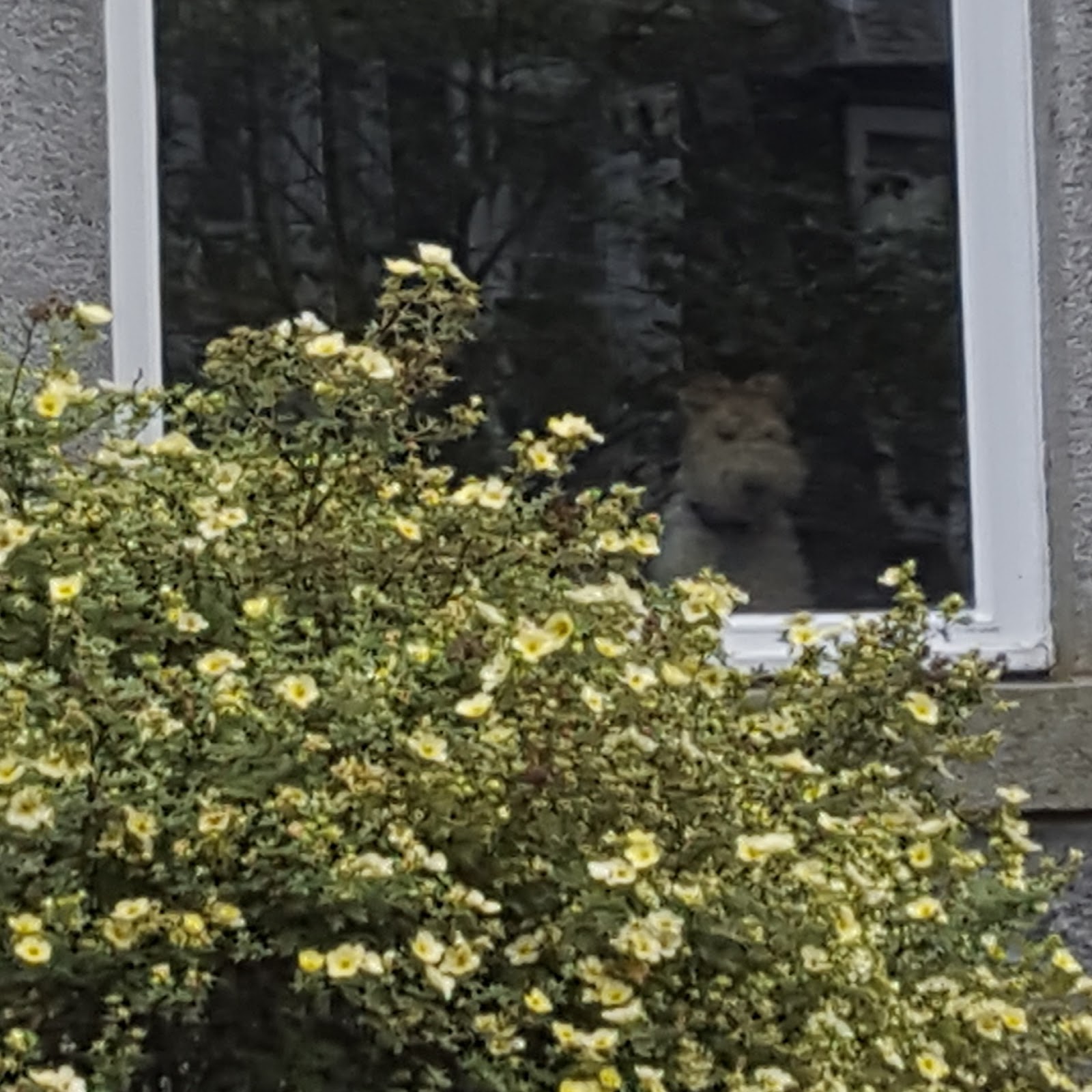 Wild Plant Foods Of Britain January 2018