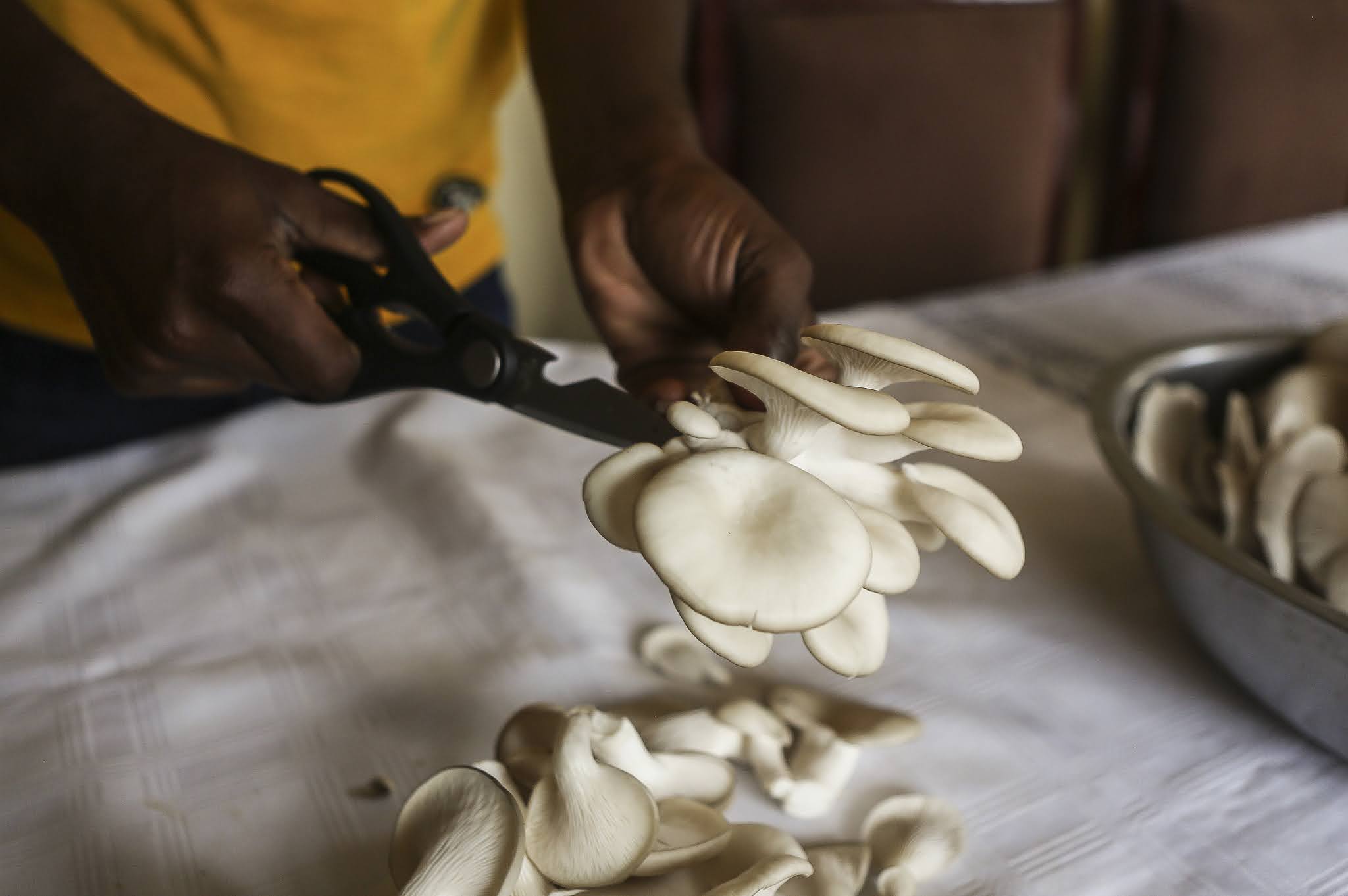 Mushroom Farming A New Way Of Life In Zimbabwe