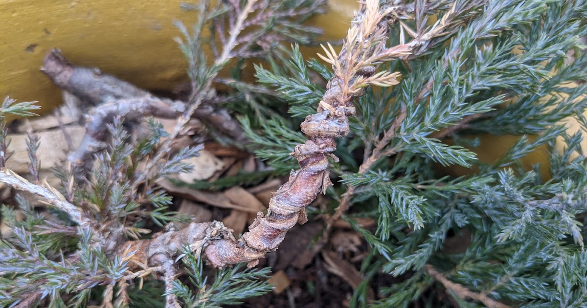 Wire Damage PreBonsai Trailing Juniper March 2021