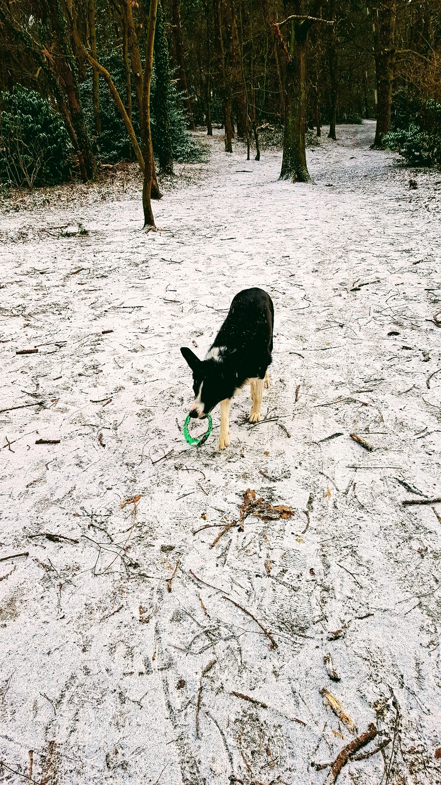 Snow Dog: The Wordless Or Not So Wordless Wednesday Link Up Snow Dog: The Wordless or not so Wordless Wednesday Link Up