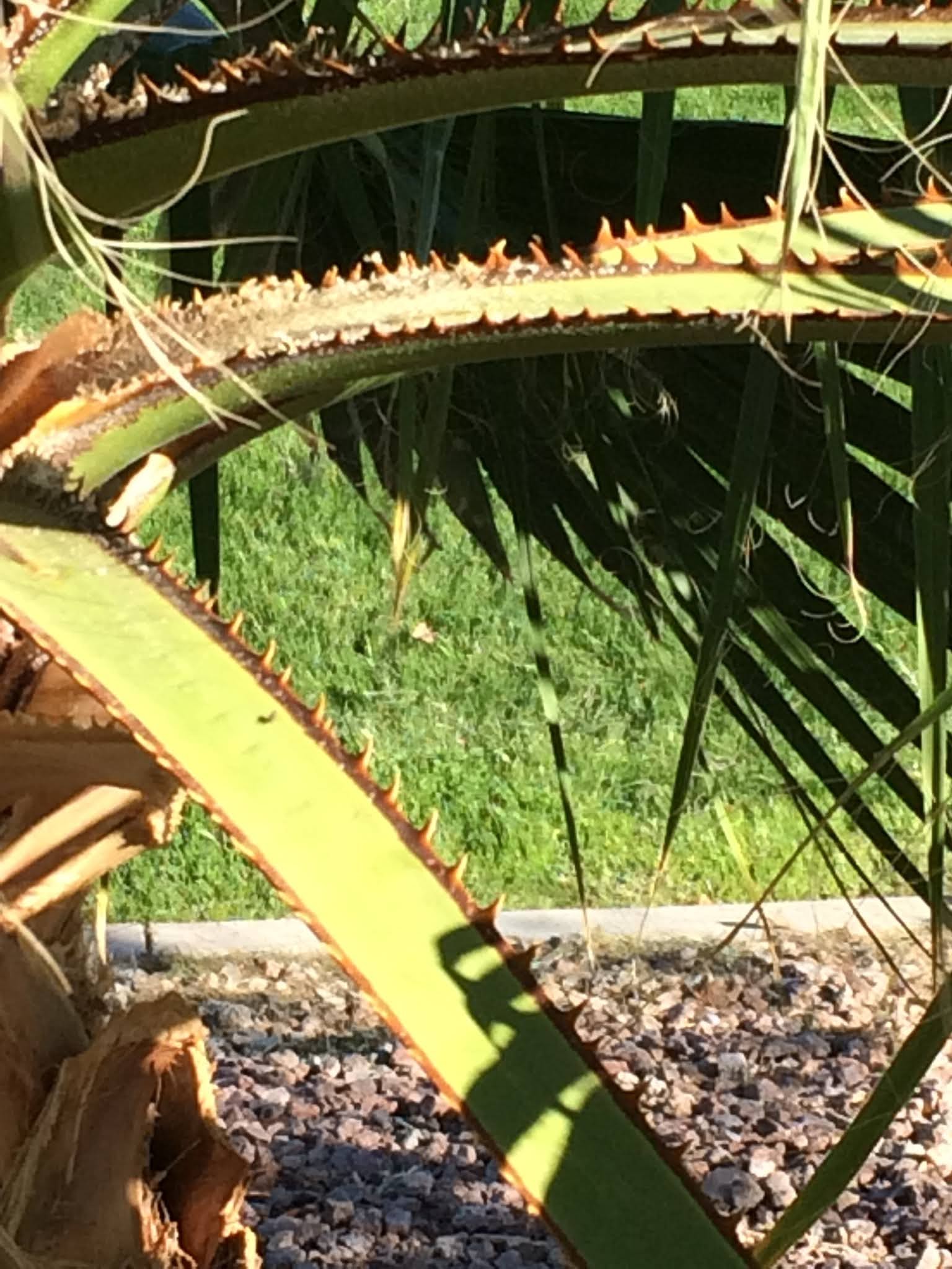 Thorns, Needles, and Spikes Thrive in Arizona