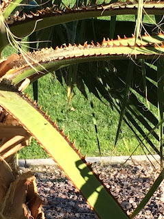 Spikes on Palm Tree