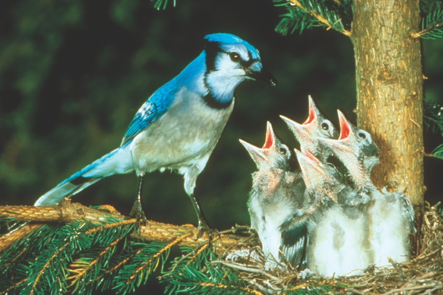 More Fun Facts about Nesting | Nature Notes Blog
