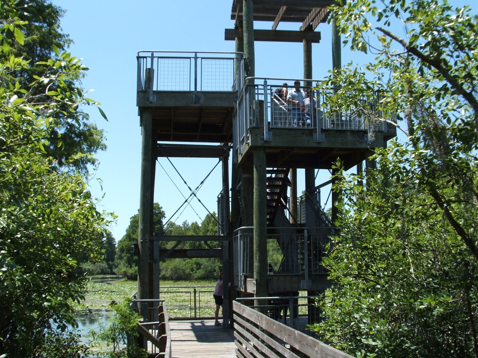 Walk in the Woods Towering over the boardwalk WWFF10