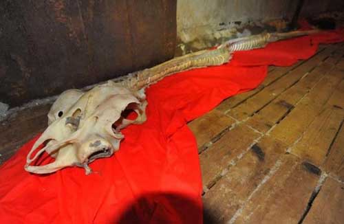 Bí ẩn bộ xương dài 30m dưới đáy biển: Dấu tích của loài rồng biển huyền thoại?