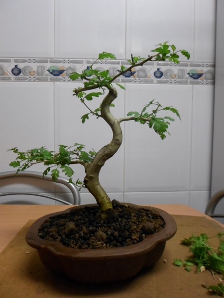 crataegus cuneata bonsai