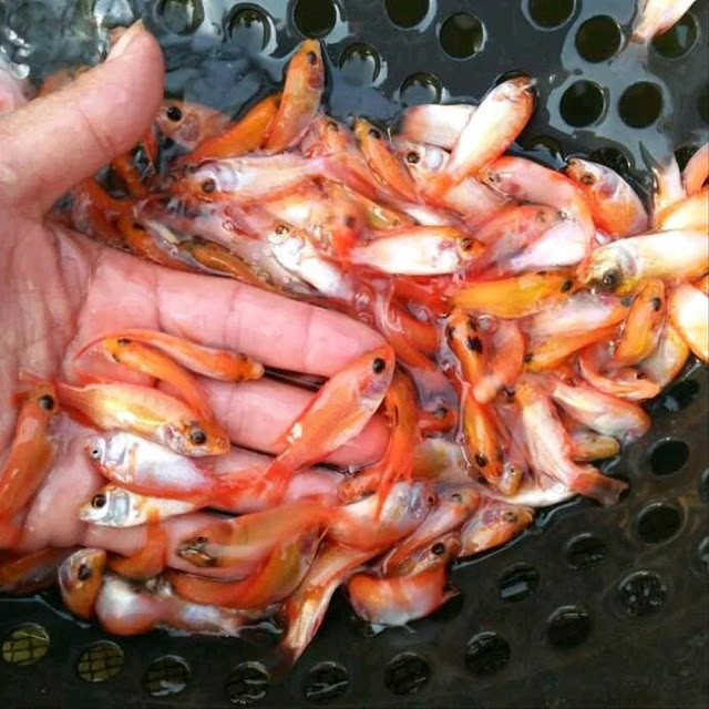 Inilah Supplier Jual Ikan Nila Bibit dan Konsumsi di Jakarta