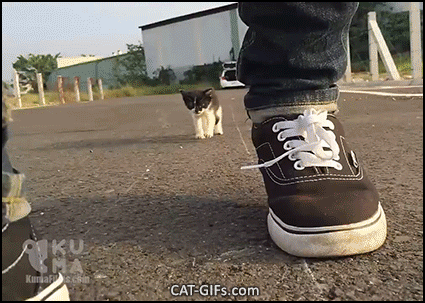 Adorable Cat GIF • When a super cute stray kitty follows you around don't leave it, please adopt it! Adorable Cat GIF • When a super cute stray kitty follows you around don't leave it, please adopt it!