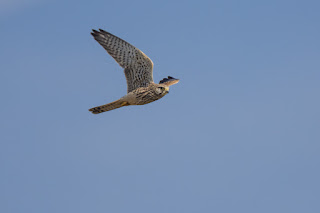 Wildlifefotografie Lippeaue Turmfalke