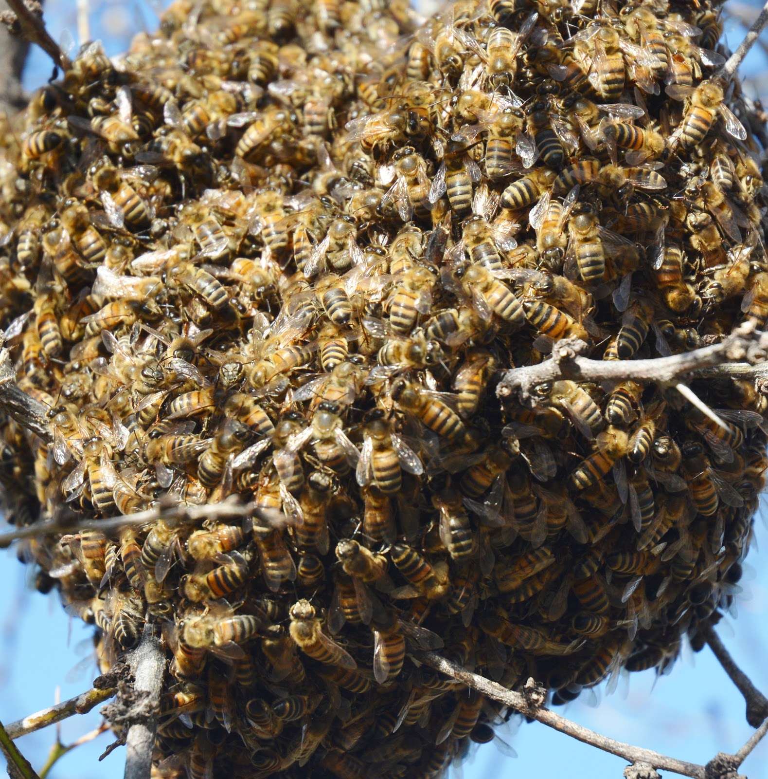 Plains Pest Bugosphere Swarming Bees in West Texas Dr. Charles Allen