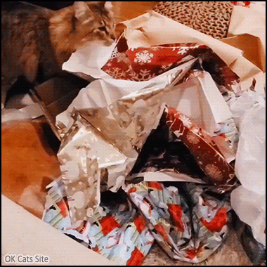 Xmas Cat GIF • Funny cat cat disappearing into a magical Xmas land. Purrfect hiding spot [ok-cats-site.com]
