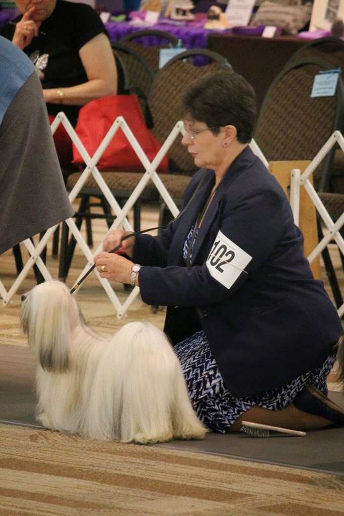Lhasa Apso Blog Part II American Lhasa Apso Club National Specialty