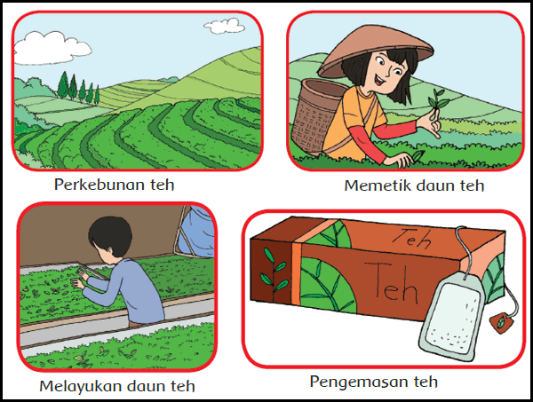 Dalam proses pengolahan teh menjadi minuman jenis pekerjaan apa saja yang terlibat di dalamnya