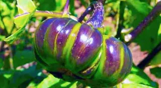 West Africa eggplant fruit